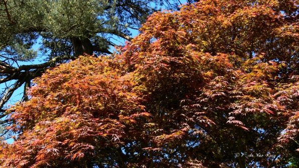 Bois des Moutiers (191) Mai 2012
